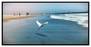 Vogel fliegt am Strand Venice Beach Roger Barz