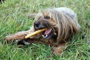Hund Zahnpflege Zahnarztpraxis Roger Barz Halle