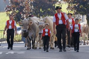 Kuhtrieb Zahnschmerzen Schweiz Zahnarzt Roger Barz Halle